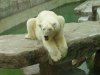 Knut.jpg