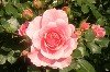 Rosen 0026.jpg
