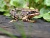 frosch.jpg