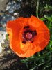 mohn2.JPG