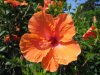 hibisk2.jpg
