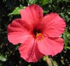 hibisk3.jpg