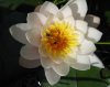 teichrose m.jpg