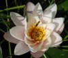 teichrose insekten.jpg