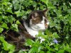 tiere4.JPG