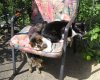 tiere5.JPG