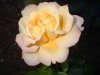 two_roses_one_flower.jpg