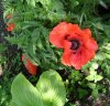 blumen1.JPG