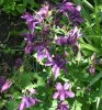 blumen2.JPG