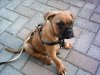 tyson5.JPG