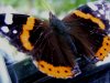 ganz klein PICT0030.Schmetterling.jpg