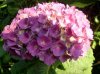 hortensie.JPG