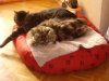 kira und filou so sehen zufriedene katzen aus 10.2005.jpg
