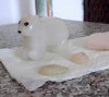 eisbÃ¤r 2.jpg