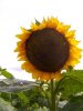 Sonnenblume_03.jpg