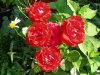 DSCN7211.JPG