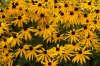 Rudbeckien 03.JPG