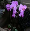 orchid.JPG