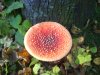 DSC05061.JPG
