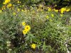 Gartenblumen 003kopie.jpg