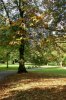 Herbst im Stadtgarten.JPG