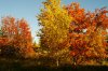 herbstPICT2449.jpg