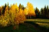 herbstPICT2452.jpg