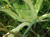 kohlrabiDSCN7391.jpg