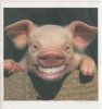 grinsendes Schwein.JPG