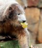 knut.jpg
