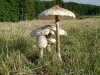 macrolepiota_procera_hr.jpg