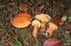 suillus_grevillei_gm1.jpg