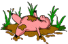 schwein fÃ¼r mimimami.gif