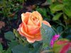 DSCN7451.JPG
