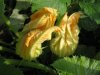 blÃ¼te kÃ¼rbis  Kleine Webansicht.jpg