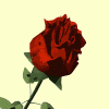 rose.gif