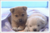 271549wx53hduhsnHund.gif