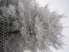 Schneebilder 007 450X600.jpg