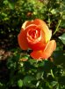 roseDSCN7479.JPG