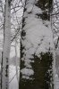 Schnee 022 400X600.jpg