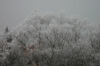 Rauhreif_2539.gif