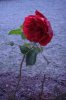 Dezenber 2007 006 400X600.jpg