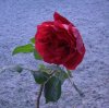 Dezenber 2007 007 600X599.jpg