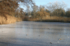 Birken_2564.gif
