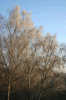 Birken_2561.gif