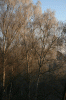 Birken_2560.gif