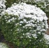 Dezember 2007 218 600X599.jpg