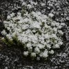 Dezember 2007 224 600X600.jpg