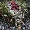 Dezember 2007 225 600X600.jpg