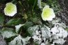 Dezember 2007 226 600X400.jpg